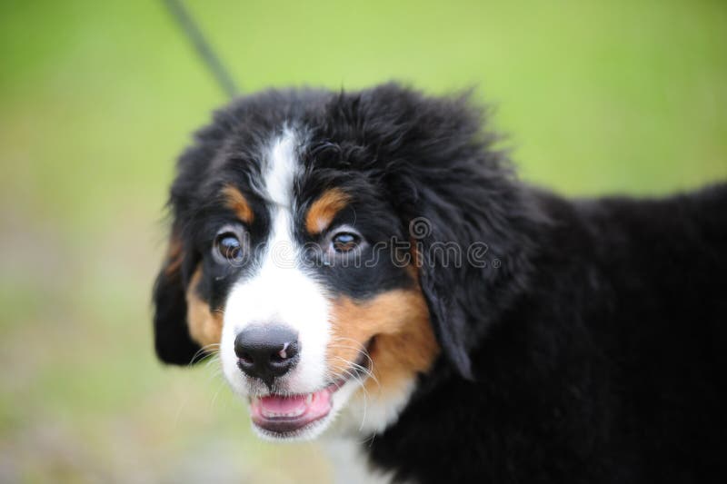 Bernese mountain dog stock photo. Image of companion, puppy 2682172