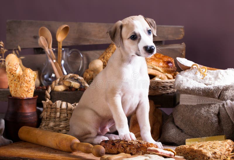 Whippet puppy bites a loaf, eats bread