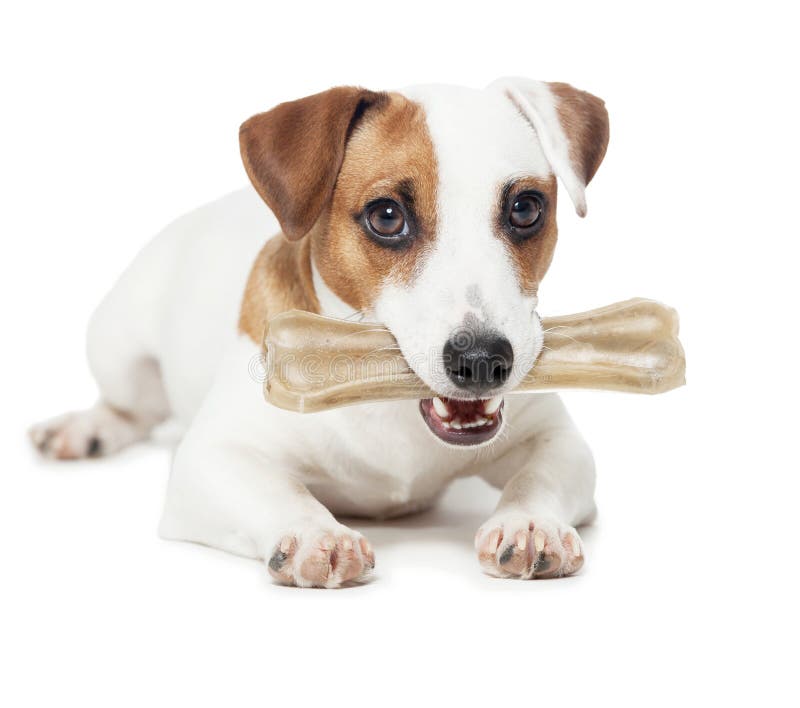 704 Facial Bone Stock Photos Free & RoyaltyFree Stock Photos from