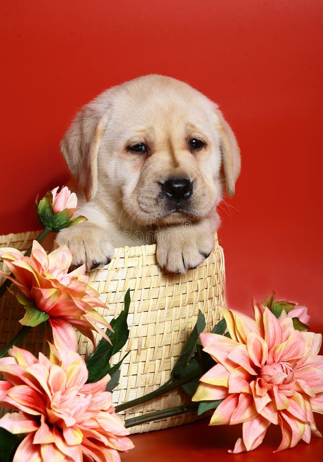 Puppy of breed labrador in a basket.