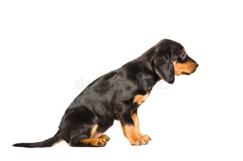 Puppy breed Slovakian Hound sitting side view