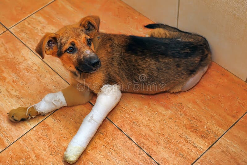 Puppy with a broken paw royalty free stock images Puppy with a broken paw royalty free stock images