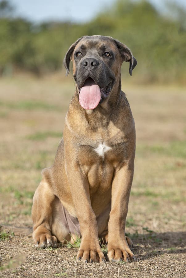 Puppy cane corso stock image. Image of cane, corso, brown 44323669