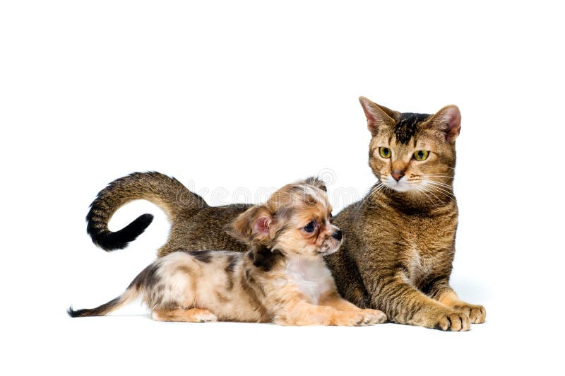 Cat breastfeeding kittens stock image. Image of kittens 33393271