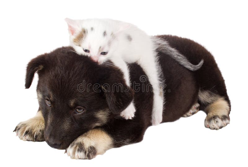 Puppy and cat