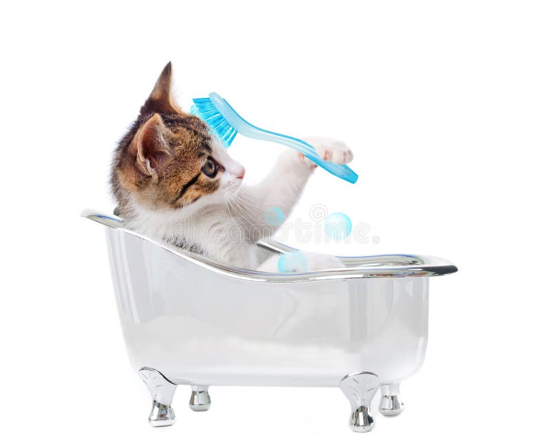 1,638 Cat Bathtub Stock Photos - Free & Royalty-Free Stock Photos from  Dreamstime