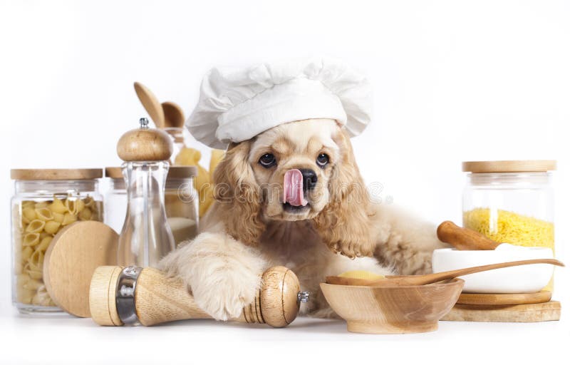 Puppy in chef s hat stock image. Image of gourmet, cocker 48975917