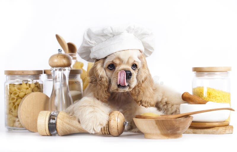 Puppy in chef s hat