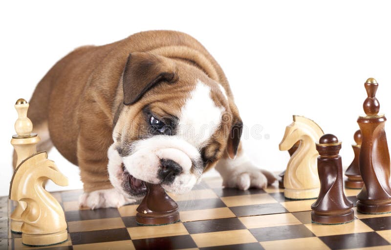 Puppy and chess piece stock photo. Image of battle, birthday 23719258