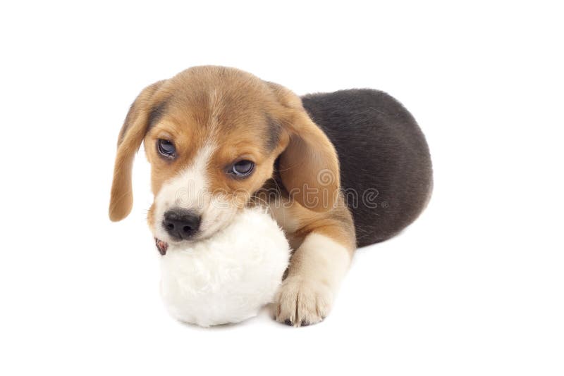 Puppy chewing on a fur ball