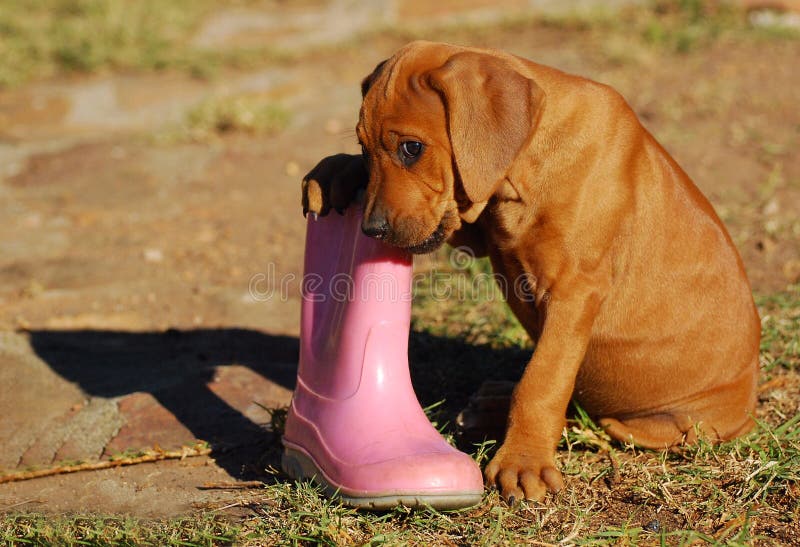 A cute little purebred Rhodesian Ridgeback hound dog puppy chewing on a pink gum boot outdoors. A cute little purebred Rhodesian Ridgeback hound dog puppy chewing on a pink gum boot outdoors.