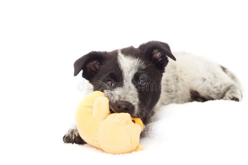 Puppy chewing on a toy