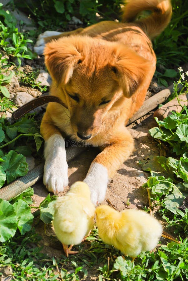 Puppy and chickens. Happy, brown.