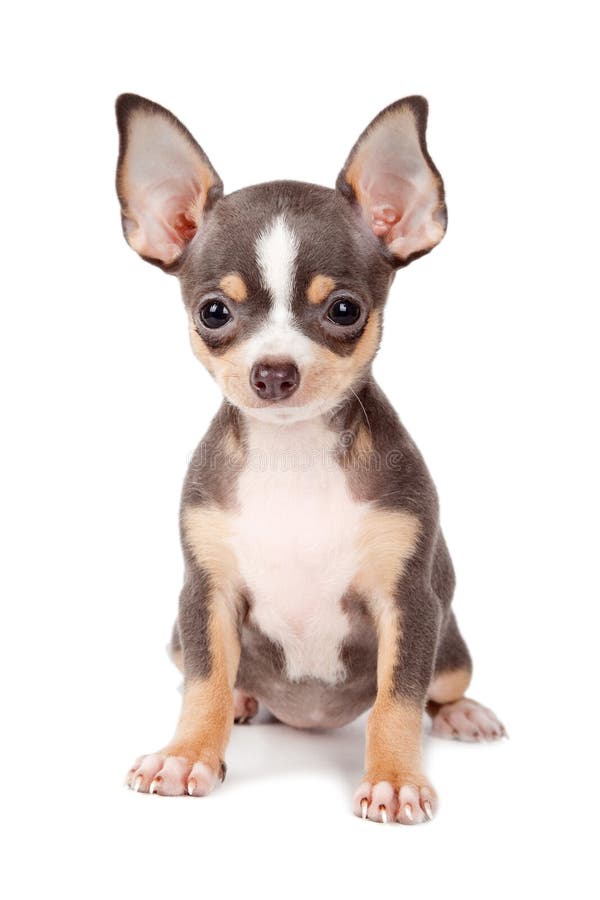 Puppy Chihuahua