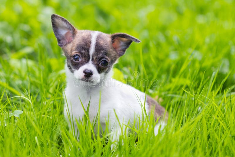 Puppy chihuahua royalty free stock images Puppy chihuahua royalty free stock images