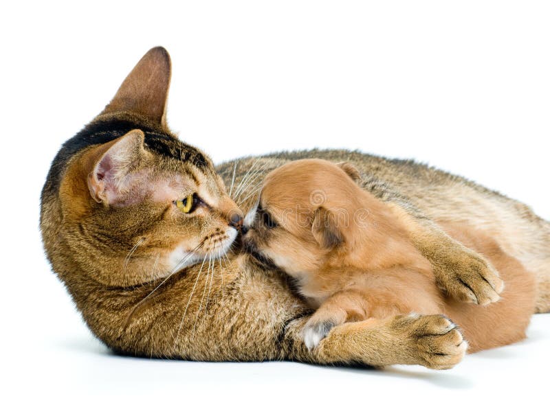 Puppy chihuahua with a cat