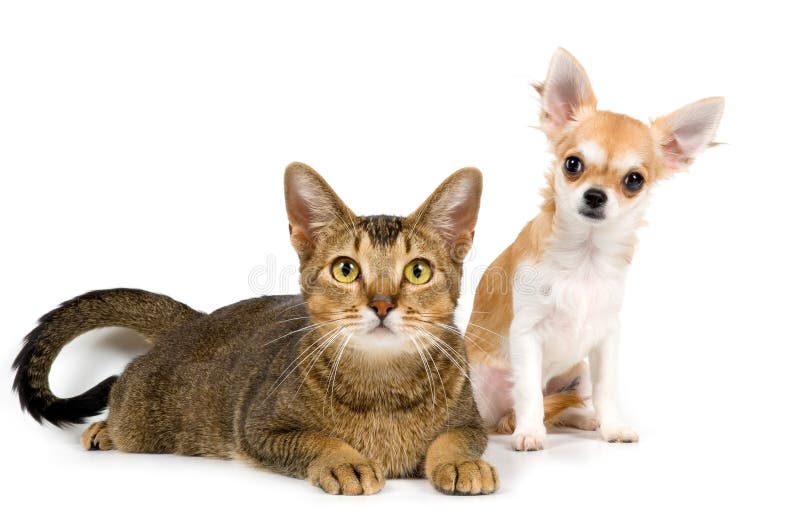 The puppy chihuahua and cat in studio