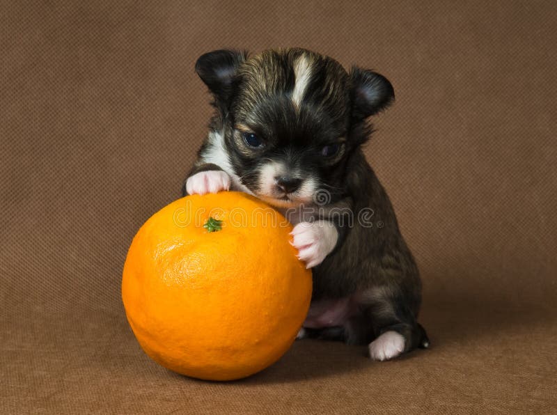 Puppy chihuahua with an orange