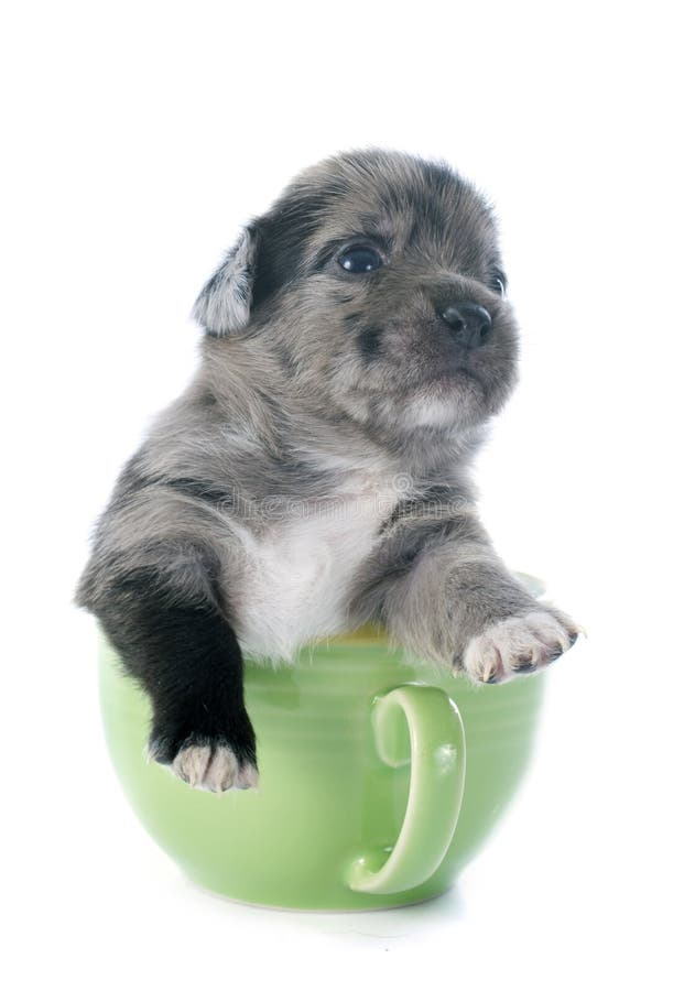 Puppy chihuahua in tea cup. Portrait of a cute purebred puppy chihuahua in front of white background royalty free stock photography Puppy chihuahua in tea cup. Portrait of a cute purebred puppy chihuahua in front of white background royalty free stock photography