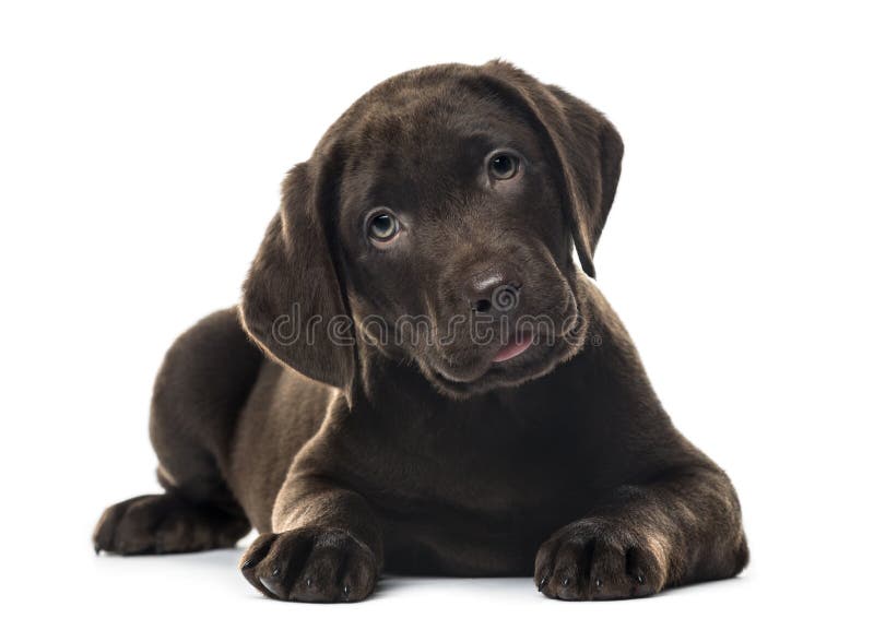 Puppy Chocolate Labrador Retriever Lying, 3 Months Old Stock Image