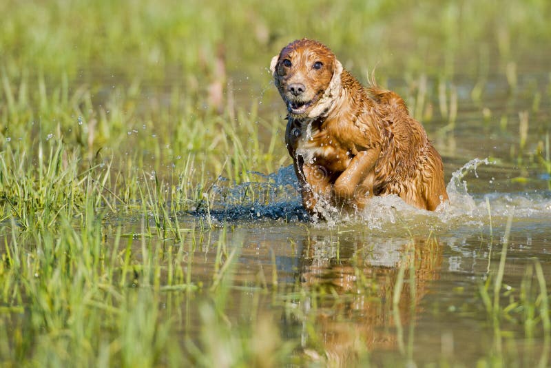Puppy Cocker Spaniel Playing in the Water Stock Photo Image of english, brown 38307956