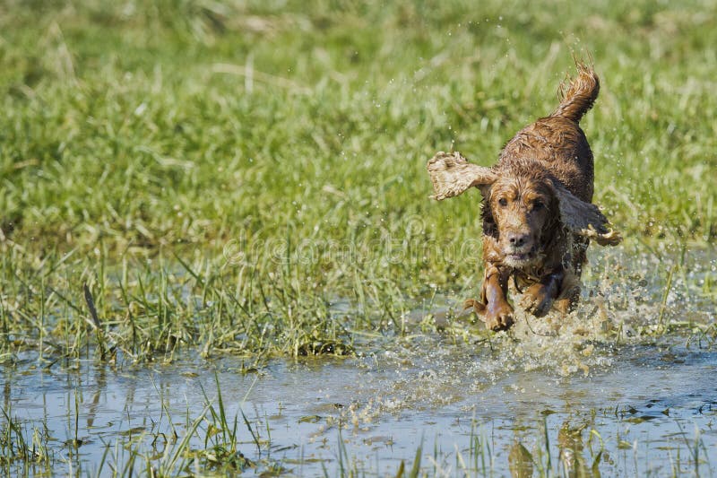 Puppy Cocker Spaniel Playing in the Water Stock Photo Image of animal, english 38308172