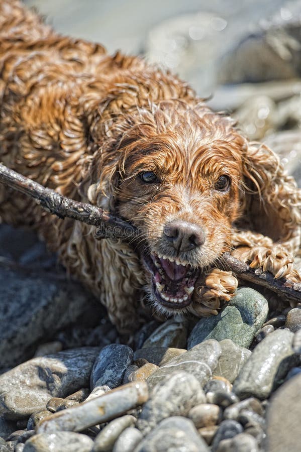 Puppy Cocker Spaniel Playing in the Water Stock Image Image of canine, spaniel 40628607