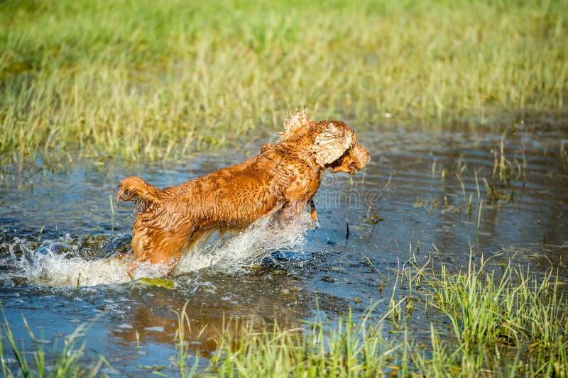Puppy Cocker Spaniel Playing In The Water Stock Image Image of green, background 57906511