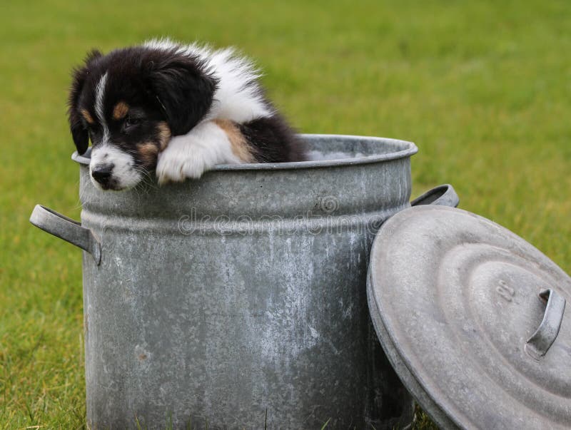 australian shepherd cookie jar