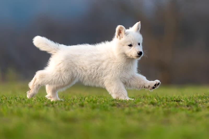 Puppy Cute White Swiss Shepherd Dog Portrait on Meadow Stock Photo ...