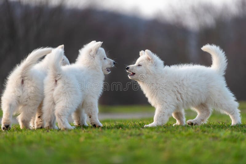 Puppy Cute White Swiss Shepherd Dog Portrait on Meadow Stock Image ...