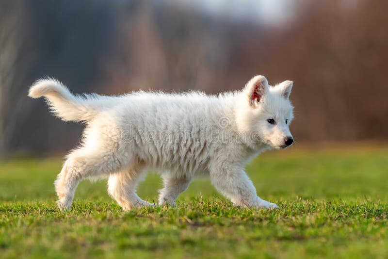 Puppy Cute White Swiss Shepherd Dog Portrait on Meadow Stock Image ...