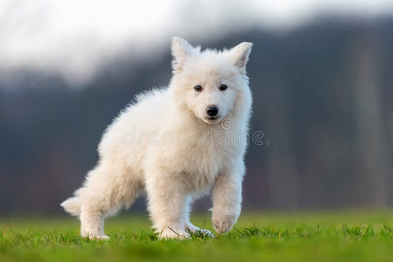 Puppy Cute White Swiss Shepherd Dog Portrait on Meadow Stock Image ...