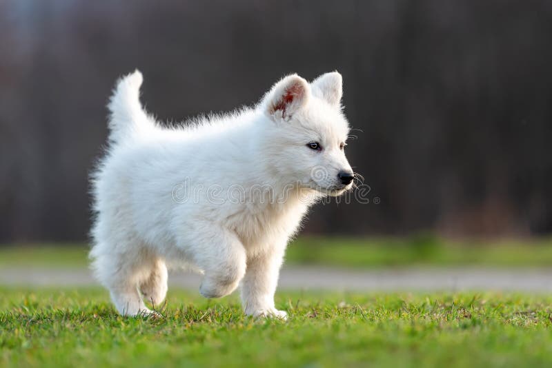 Puppy Cute White Swiss Shepherd Dog Portrait on Meadow Stock Image ...