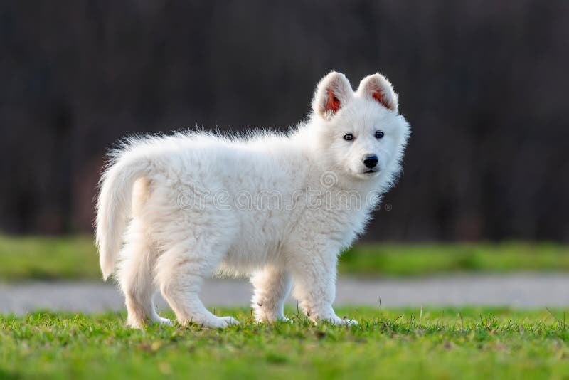 Puppy Cute White Swiss Shepherd Dog Portrait on Meadow Stock Photo ...