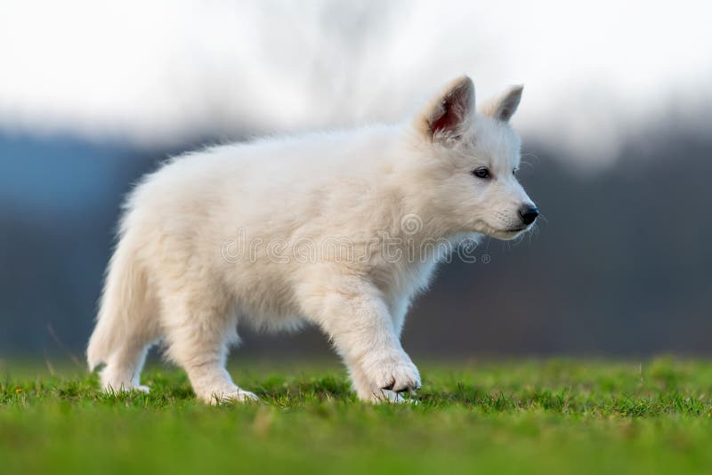 Puppy Cute White Swiss Shepherd Dog Portrait on Meadow Stock Image ...