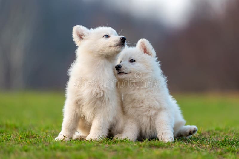 Puppy Cute White Swiss Shepherd Dog Portrait on Meadow Stock Photo ...