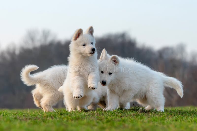 Puppy Cute White Swiss Shepherd Dog Portrait on Meadow Stock Image ...