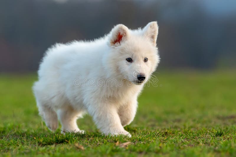 Puppy Cute White Swiss Shepherd Dog Portrait on Meadow Stock Image ...