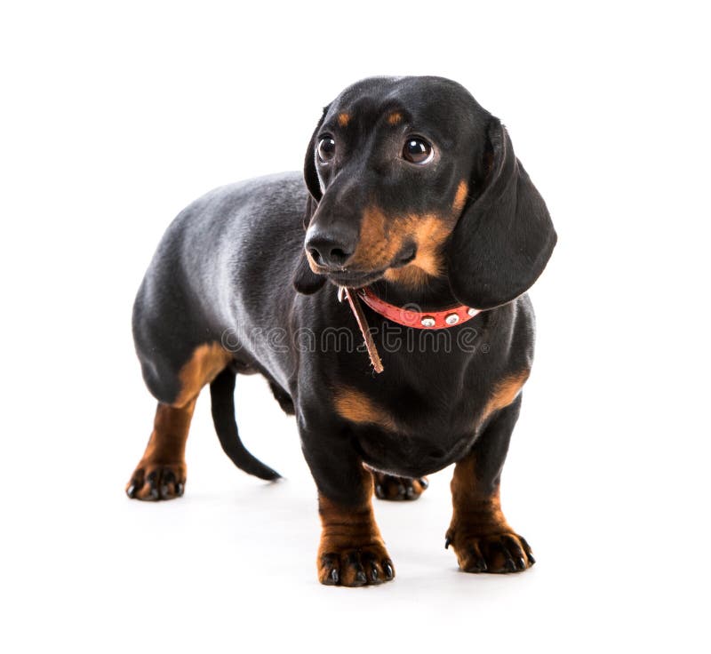 Puppy dachshund