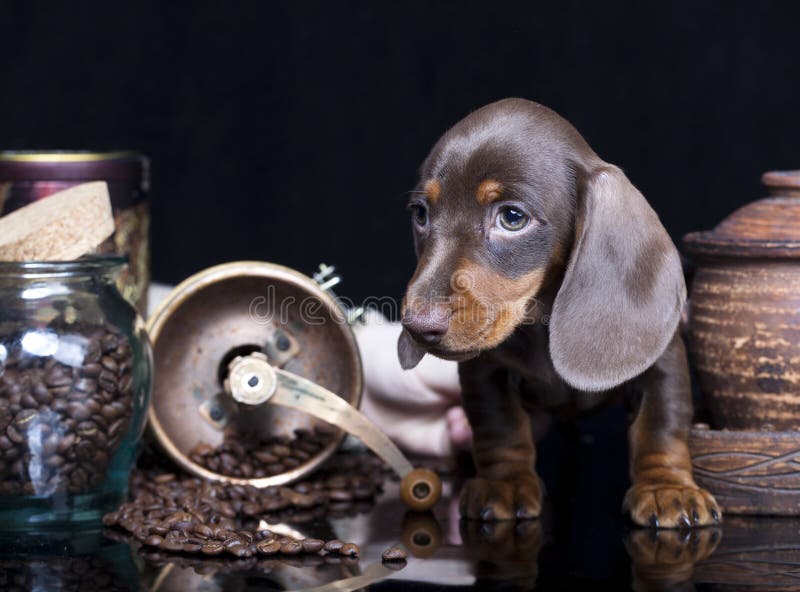 Puppy dachshund