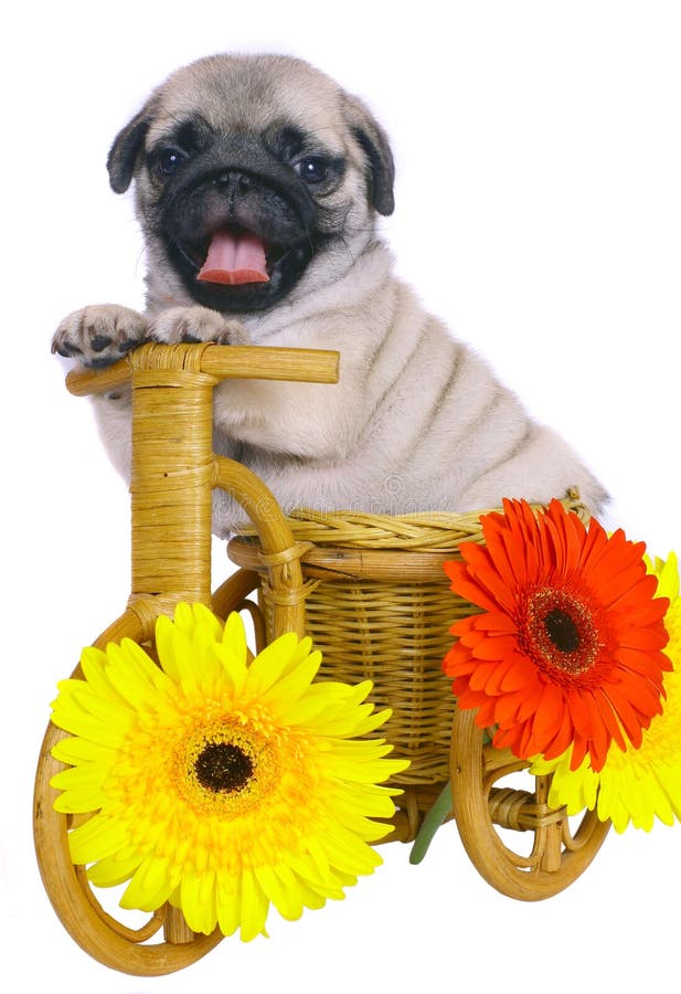 Puppy on a decorative bicycle with flowers.