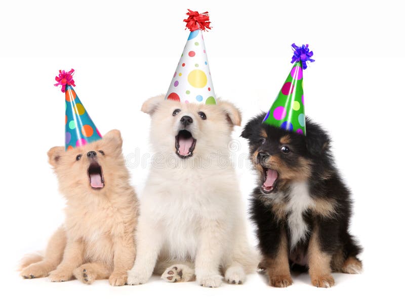 Puppy die het Gelukkige Lied van de Verjaardag zingen