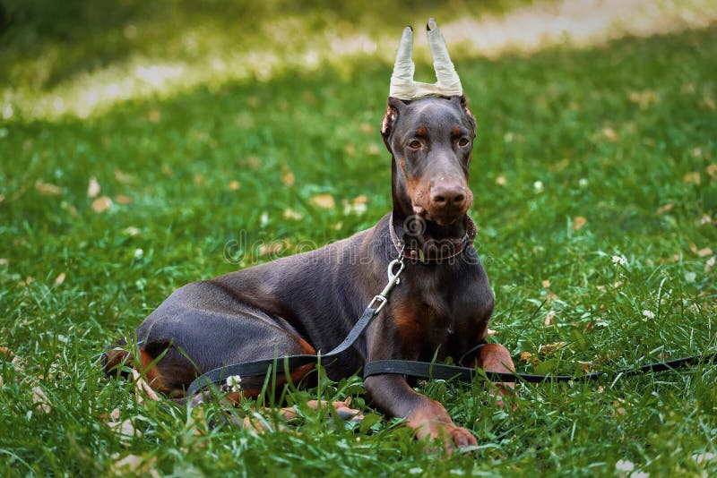 Puppy of a Dobermann Terrier on Walk in the Park Stock Image Image of