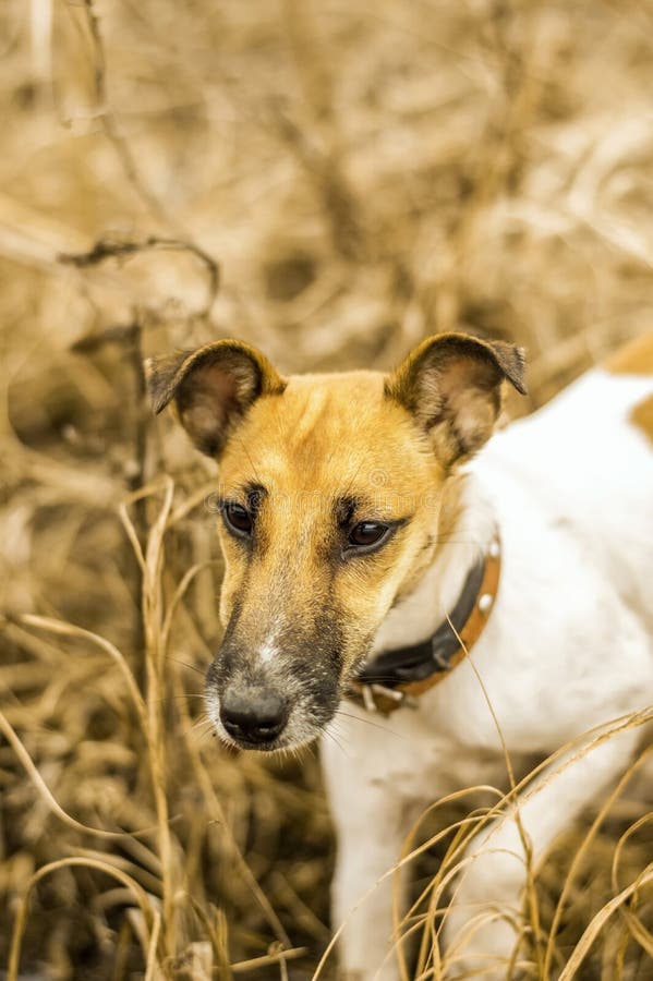 Puppy Dog Breed Fox Terrier on the River on the Hunt Stock Image