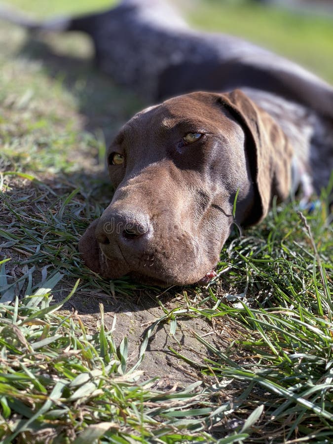Puppy Dog Breed German Shorthaired Pointer Sleeping on the Grass Stock Image Image of green