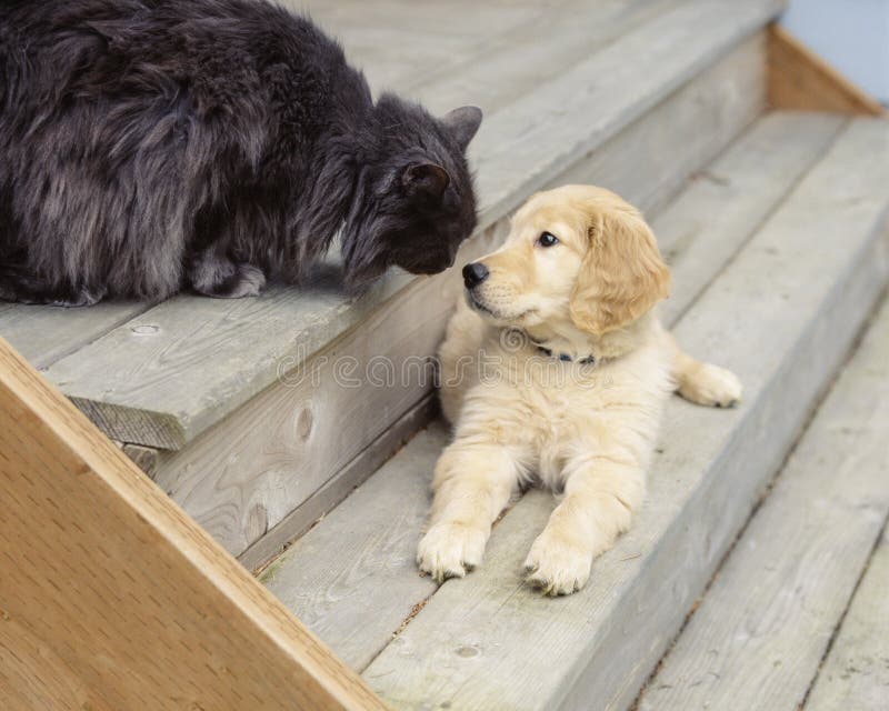79,317 Animal Friends Stock Photos - Free & Royalty-Free Stock Photos from Dreamstime 79,317 Animal Friends Stock Photos - Free & Royalty-Free Stock Photos from Dreamstime