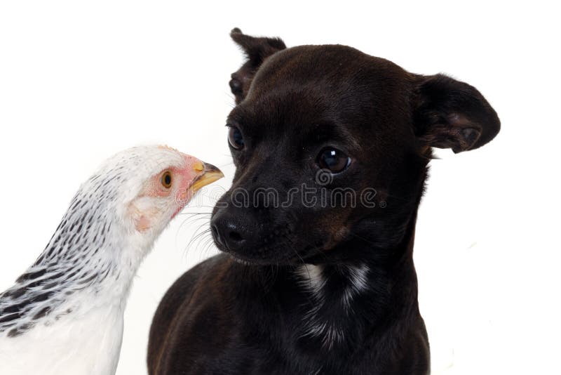 Puppy dog and chicken stock photo. Image of little, charming - 15883346