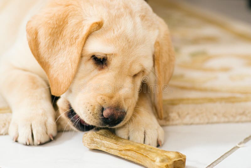 Puppy dog eating toy bone stock image. Image of adorable 12263431