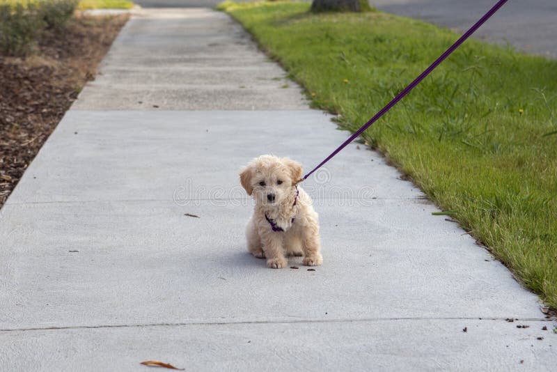 when can i take puppy for first walk